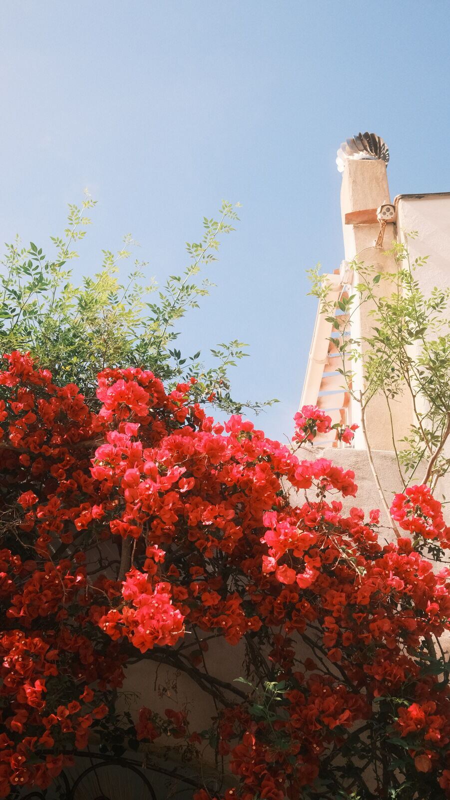 Bougainvillier